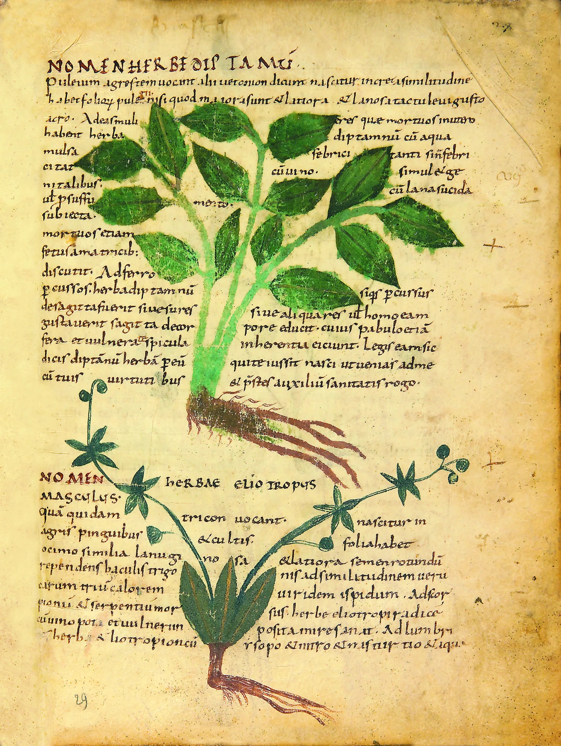 Dettaglio Manoscritto